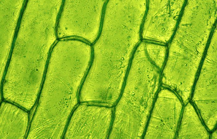 Plant-cell-under-microscop